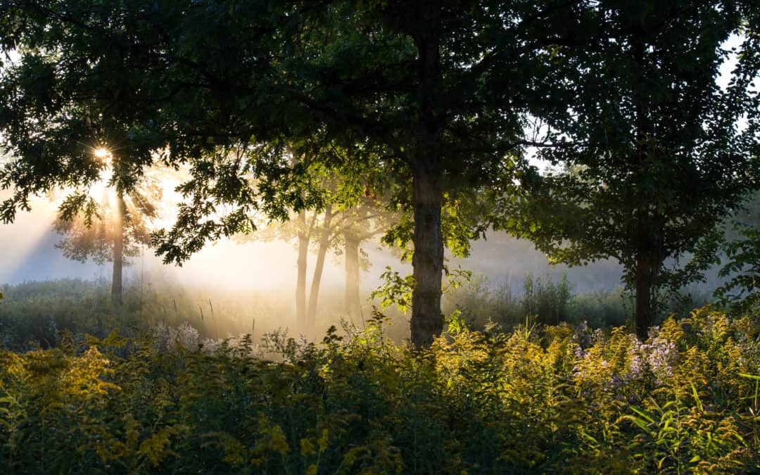 Dawn at Half Day Forest Preserve in Lake County, Illinois